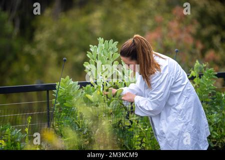female farmer scientist researching plants and agricultural research in australia Stock Photo