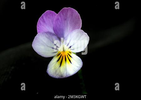 Pansey flower Stock Photo