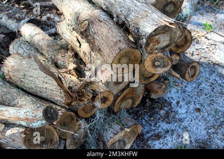 Group of round wooden logs outside on the ground cut up ready for fire. Log trunks pile, the logging timber forest wood industry Stock Photo