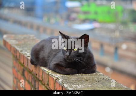 A black cat is relaxing on a red brick wall. Houtong Cat Village.  Recommended by CNN as one of the top six cat-watching spots in the world. New Taipe Stock Photo