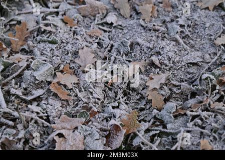 Frozen brown leaves on the forest floor, Stock Photo
