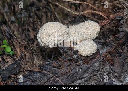 close shot of the fuligo plasmodial slime mold on the bark. Stock Photo