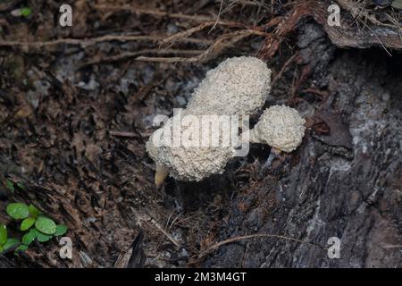 close shot of the fuligo plasmodial slime mold on the bark. Stock Photo