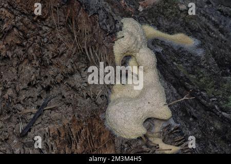close shot of the fuligo plasmodial slime mold on the bark. Stock Photo