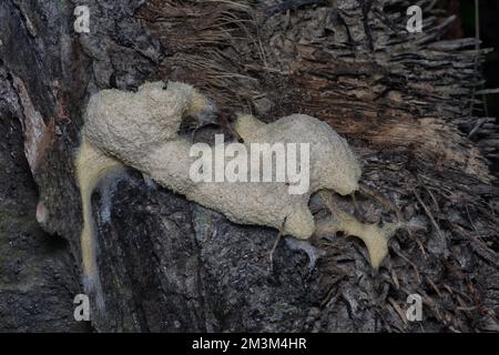 close shot of the fuligo plasmodial slime mold on the bark. Stock Photo