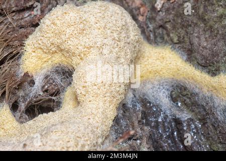 close shot of the fuligo plasmodial slime mold on the bark. Stock Photo