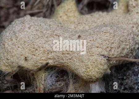 close shot of the fuligo plasmodial slime mold on the bark. Stock Photo