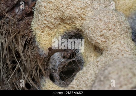 close shot of the fuligo plasmodial slime mold on the bark. Stock Photo