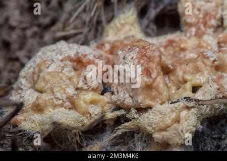 close shot of the fuligo plasmodial slime mold on the bark. Stock Photo