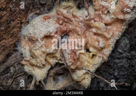 close shot of the fuligo plasmodial slime mold on the bark. Stock Photo