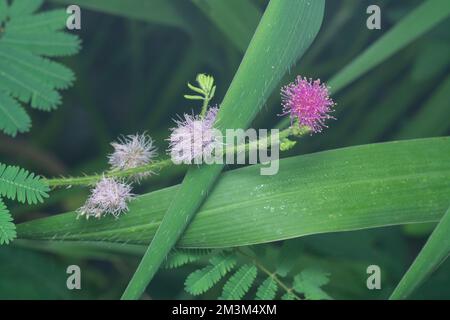 close shot of Mimosa Invisa Giant Sensitive Plant Stock Photo
