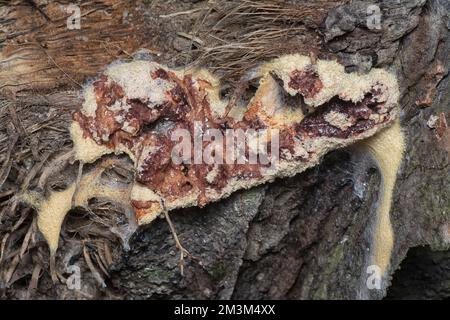 close shot of the fuligo plasmodial slime mold on the bark. Stock Photo