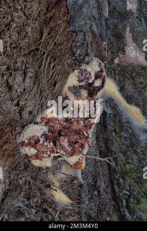 close shot of the fuligo plasmodial slime mold on the bark. Stock Photo