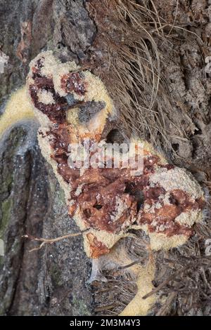 close shot of the fuligo plasmodial slime mold on the bark. Stock Photo