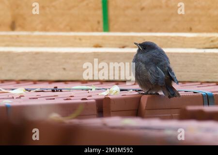A plumbeous water redstart perching on roof Stock Photo