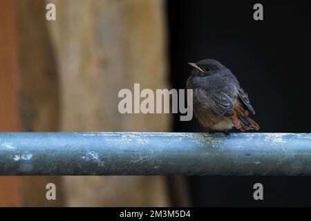 A plumbeous water redstart perching on metal pole Stock Photo