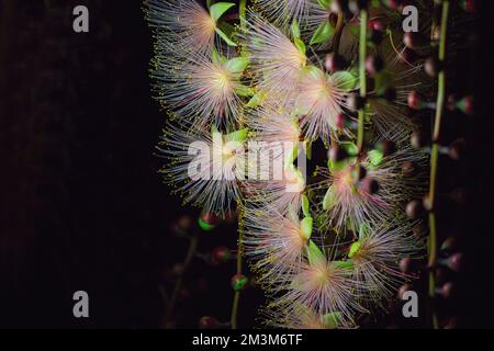 Barringtonia racemosa or powder puff tree flower at night. Pink exotic flowers. Strings of flowers hang from the trees like fireworks. Yilan, Taiwan. Stock Photo