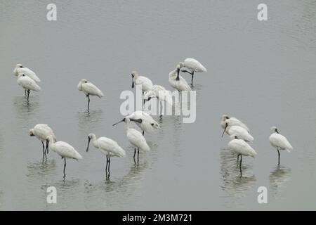 A flock of black-faced spoonbills rests or feeds in the water. Black beaks of birds. Beimen wetland, Tainan city, Taiwan. Stock Photo