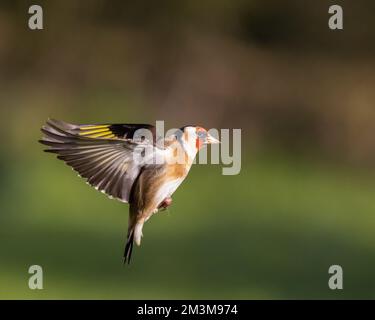 European Goldfinch [ Carduelis carduelis ] in flight Stock Photo
