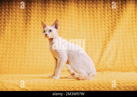 White Devon Rex Kitten Kitty. Short-haired Blue-eyed Cat Of English Breed On Yellow Plaid Background. Shorthair Pet Cat Stock Photo