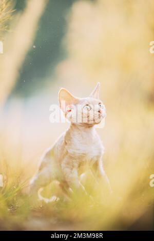 Funny Curious Young Red Ginger Devon Rex Kitten Playing In Green Grass. Short-haired Cat Of English Breed Stock Photo