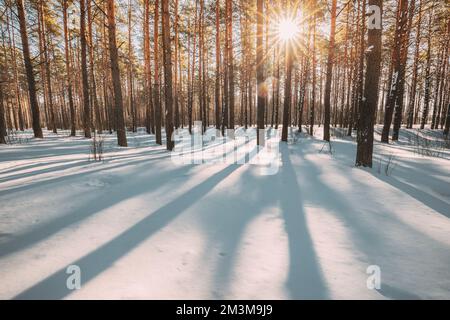 Beautiful Blue Shadows From Pines Trees In Motion On Winter Snowy Ground. Sun Sunshine In Forest. Sunset Sunlight Shining Through Pine Greenwoods Stock Photo