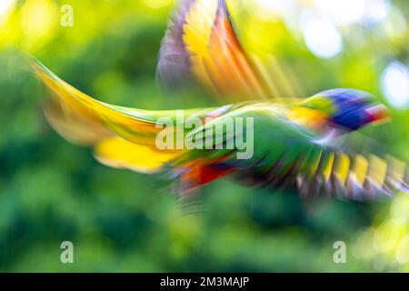 Abstract slow shutter speed photo of a lorikeet in flight Stock Photo