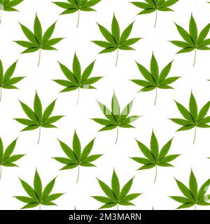 Seamless pattern of a green cannabis leaf on a white background. Isolated background. Wallpaper. Horizontal photo for your design. Stock Photo