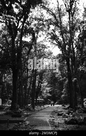 Black and white photo, Monochrome photo of a mangrove forest by the coast of Pangandaran - Indonesia Stock Photo