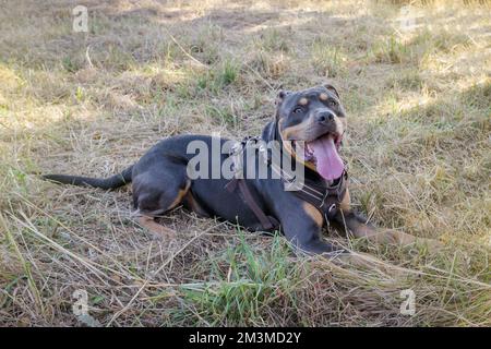 Dog - American Stafford. black color. in the shade of trees on a hot day lies on the grass Stock Photo