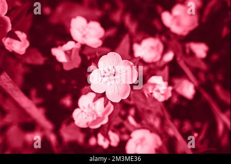 oenothera biennis or donkey or evening primrose flower bush in full bloom on a background of leaves and grass in the floral garden on a summer day. to Stock Photo