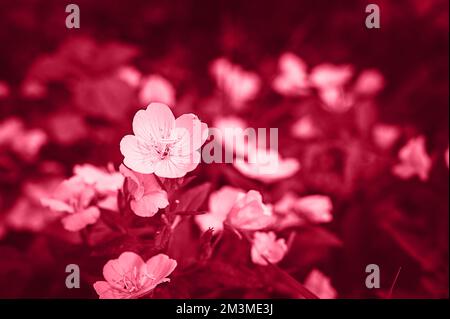 oenothera biennis or donkey or evening primrose flower bush in full bloom on a background of leaves and grass in the floral garden on a summer day. to Stock Photo