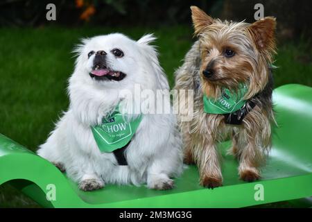 Non Exclusive: Portrait of a  An Albino Pekingese dog is seen on a park in Mexico City / Eyepix Group Stock Photo