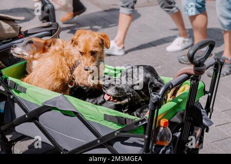 Several dogs in a stroller walk through the streets of the city with the owner Stock Photo
