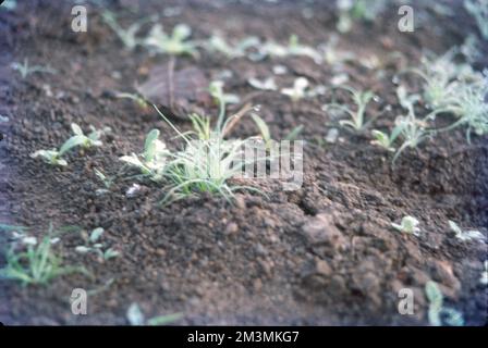 Soil, also commonly referred to as earth or dirt, is a mixture of ...