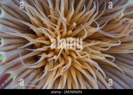 Close up of colorful anemone on coral reef in the wild in the Pacific Ocean Stock Photo