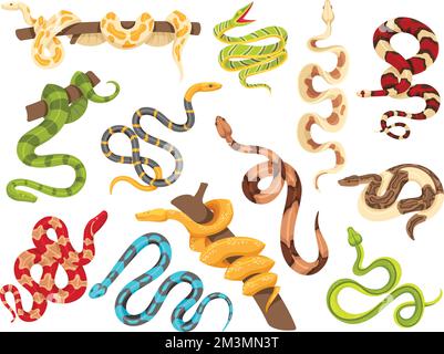 Tropical snakes. Exotic viper, python on tree branch and terrarium snake. isolated serpent vector Illustration set. Different colorful poisonous speci Stock Vector