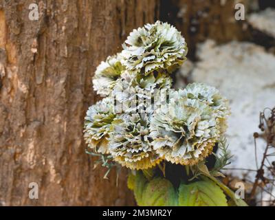 A withered flower against a wooden background Stock Photo