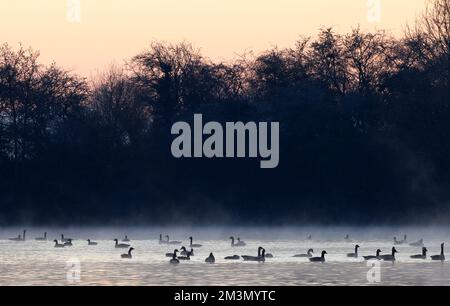 Loughborough, Leicestershire, UK. 16th December 2022. UK weather. Geese swim on Charnwood Water as wintry conditions continue to affect the UK. Credit Darren Staples/Alamy Live News. Stock Photo