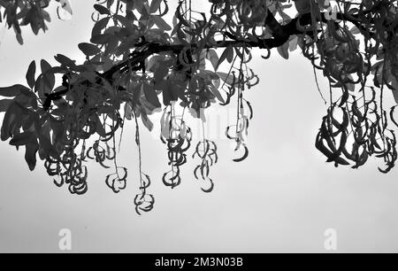 Fine art photograph of trees in black and white, an image of nature in summer in the woodlands and forests of Cannock Chase AONB (area of outstanding Stock Photo