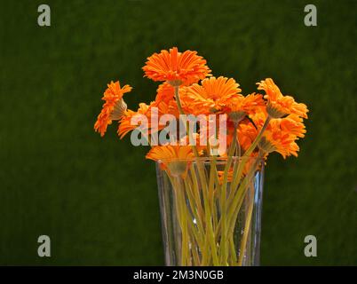 A closeup shot of orange daisy gerberas in a glass vase isolated on green background Stock Photo