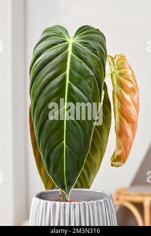 Long leaf of tropical 'Philodendron Melanochrysum' houseplant Stock Photo