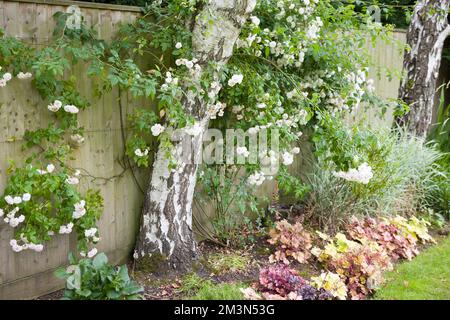 White rambling rose bush trained against a fence and growing around a silver birch tree in a UK garden flowerbed Stock Photo