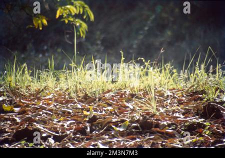 Soil, also commonly referred to as earth or dirt, is a mixture of ...