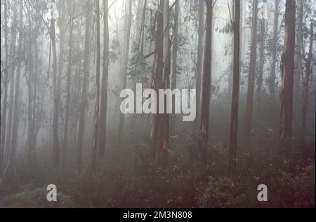 Mist Causes Mist is a phenomenon caused by small droplets of water suspended in the ...