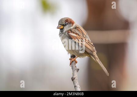 House sparrow, Passer domesticus (male) perched on a branch, Spain. Stock Photo