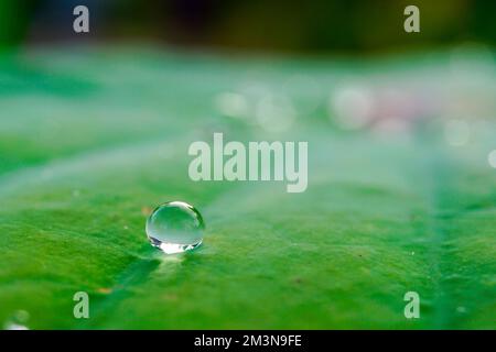 Water drops on green leaf. Macro photography small world Stock Photo