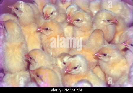 Poultry Farm at Nammakal, Tamil Nadu:- Poultry farming is beneficial for the production of eggs and meat for commercial purposes. Millions of chickens are raised across the world as a good source of food in the form of eggs and meat. Stock Photo