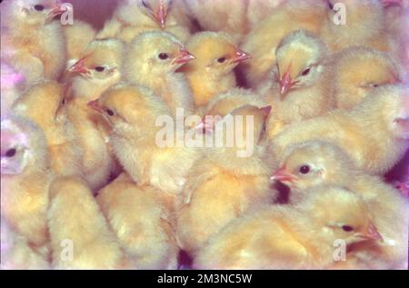 Poultry Farm at Nammakal, Tamil Nadu:- Poultry farming is beneficial for the production of eggs and meat for commercial purposes. Millions of chickens are raised across the world as a good source of food in the form of eggs and meat. Stock Photo