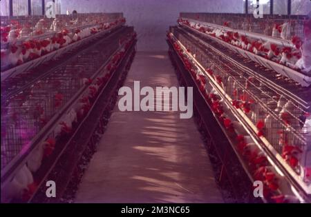 Poultry Farm at Nammakal, Tamil Nadu:- Poultry farming is beneficial for the production of eggs and meat for commercial purposes. Millions of chickens are raised across the world as a good source of food in the form of eggs and meat. Stock Photo